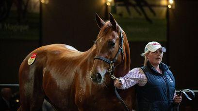 A$3.4 million She’s Extreme tops Chairman's Sale as Coolmore splash the cash for three seven-figure mares