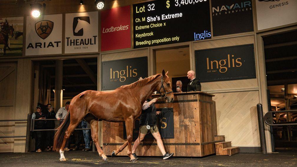 She's Extreme: bought by Coolmore for A$3.4 million at the Chairman’s Sale 