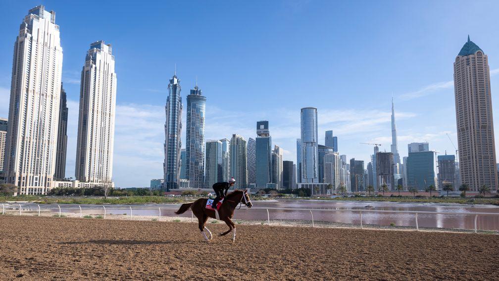 Kabirkhan works at Meydan racecourse ahead of his run in the Dubai World Cup, with the Dubai Skyline in the background