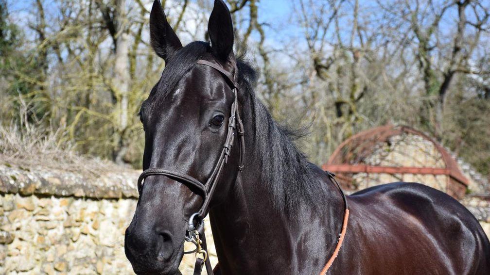 Kilgame: son of Jeu St Eloi and promising runner-up on debut at Auteuil 