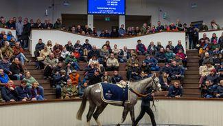New sale for point-to-pointers created at Tattersalls Ireland this month