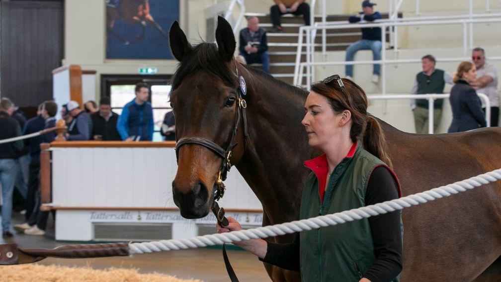 Supreme Beauty: once-raced daughter of No Nay Never and Park Bloom sold to Jeremy Young for 130,000gns at the Tattersalls Guineas Horses in Training Sale