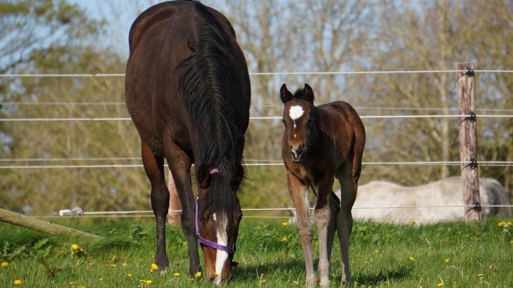 Chapel Stud's A'Ali filly out of Multi Quest