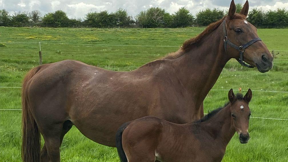 Reighreigh More Stables' Order Of St George colt out of Forever Young
