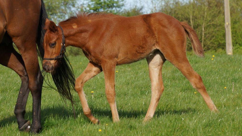Chapel Stud's Lightning Spear filly out of Be Royale
