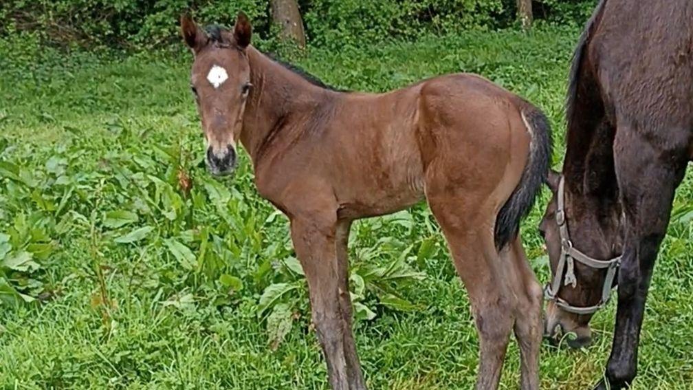 A three day-old colt foal from the first crop of Persian Force out of the well-related Lus Na Gréine at Hollow Lodge Stud, Athenry, Galway.