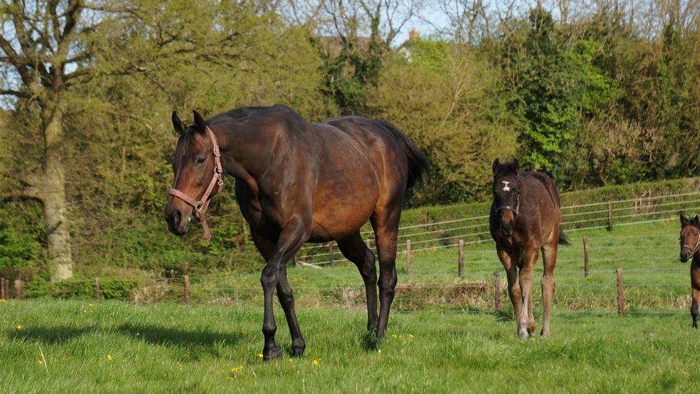 Chapel Stud's Lope Y Fernandez colt out of Perfectly Perfect