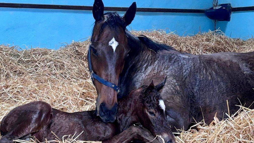 Kildaragh Stud's State Of Rest colt out of Pearly Empress