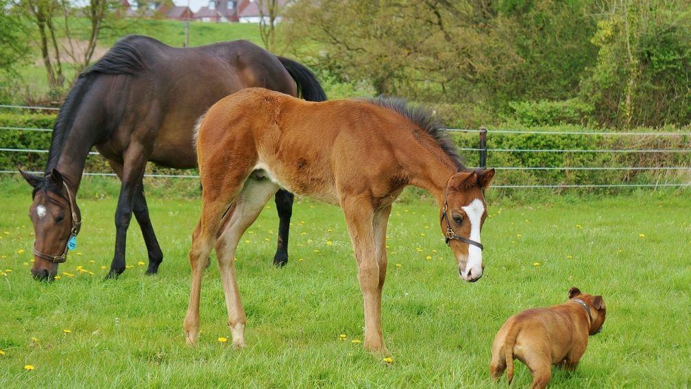 Chapel Stud's Dream Ahead colt out of Wannabe Special
