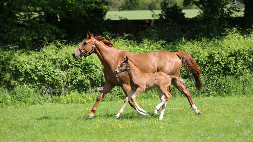 Juddmonte's Frankel colt out of Maytal, a winning Sea The Stars half-sister to the top-class Midday plus fellow Group winners Sun Maiden and Hot Snap