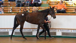 King Of Change filly overcomes market turbulence to bring ‘life-changing money’ at 180,000gns