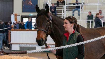 Dance lots dominate as beleaguered owner's stock fetch 1,701,500gns at Guineas Horses in Training Sale
