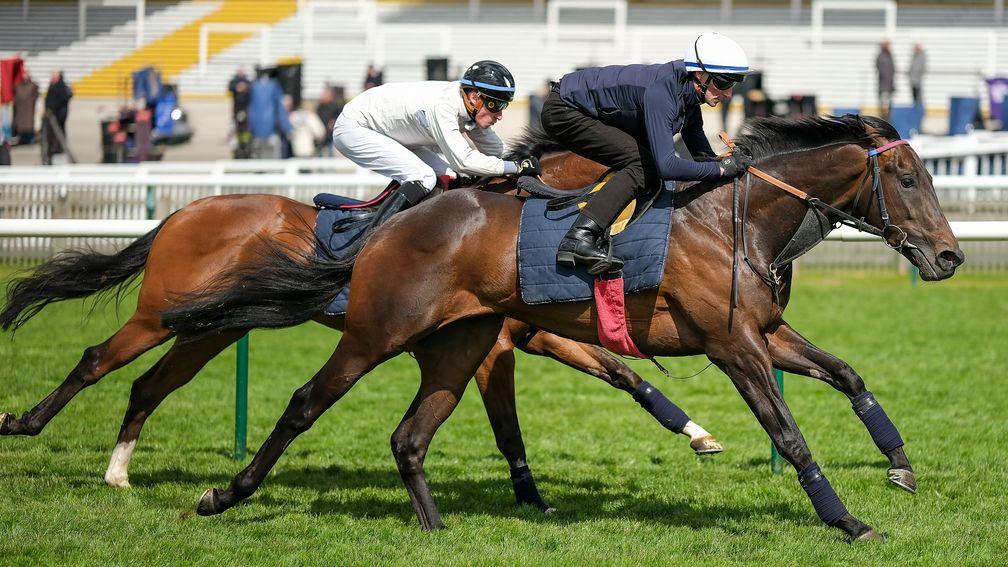 Night Raider impresses in a gallop at Newmarket before racing at the Craven meeting last week