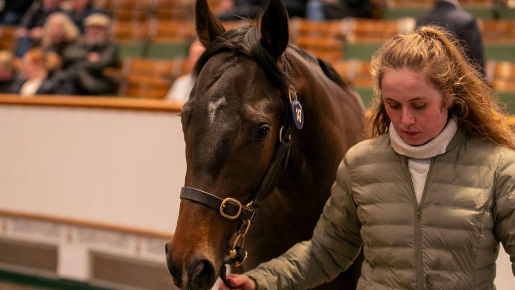 Station Yard's Blue Point colt sold to Godolphin for 800,000gns at the Tattersalls Craven Breeze-Up Sale