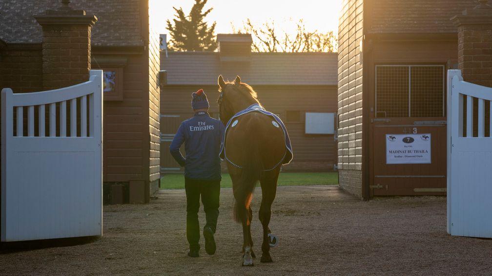 A horse leaves the ring on the first day of the Tattersalls February Sale