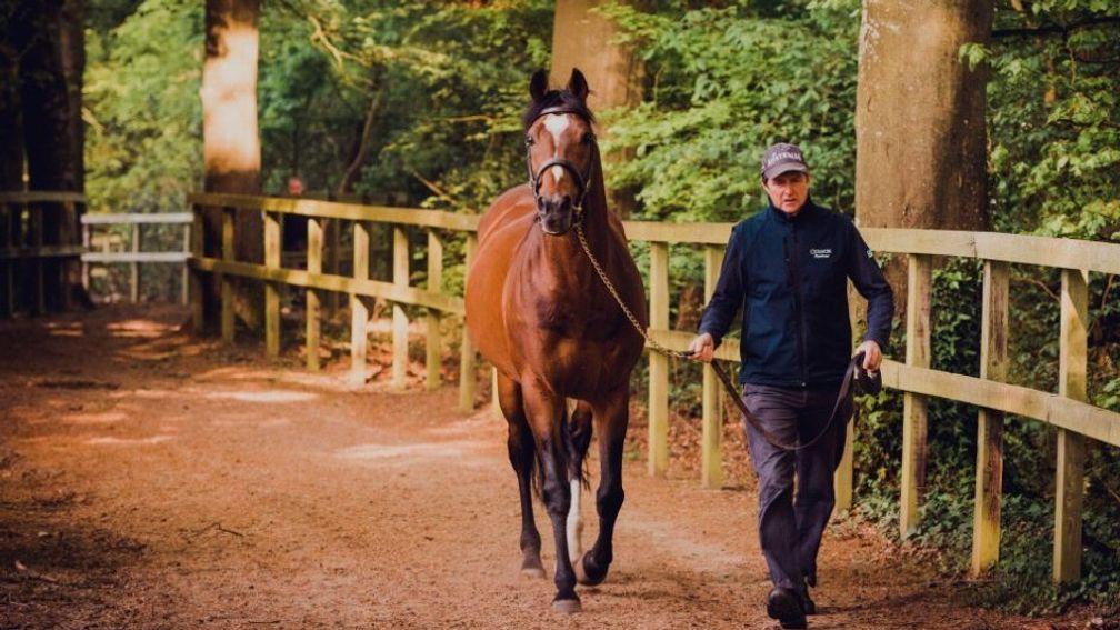 Galileo: the living legend will be on show at the ITM Irish Stallion Trail
