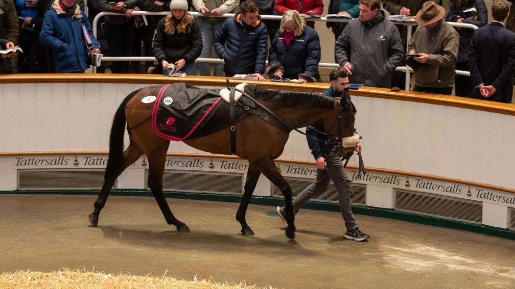 Olivia Maralda: Listed winner and Group 2-placed Kodiac filly among the lots bought by John Sykes of Woodford Thoroughbreds at the December Mare Sale 