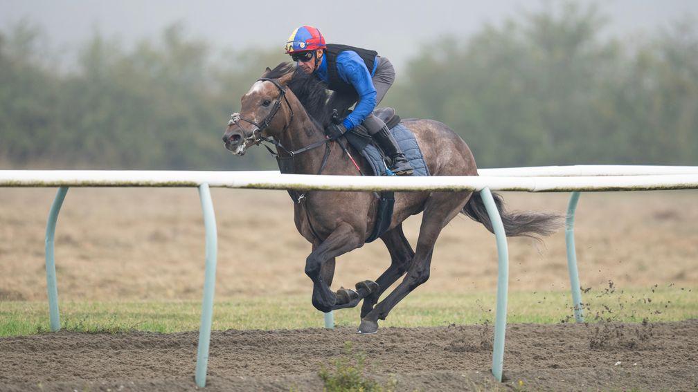 Lion's Pride and Frankie Dettori) on a foggy morning on the Al Bahathri gallops