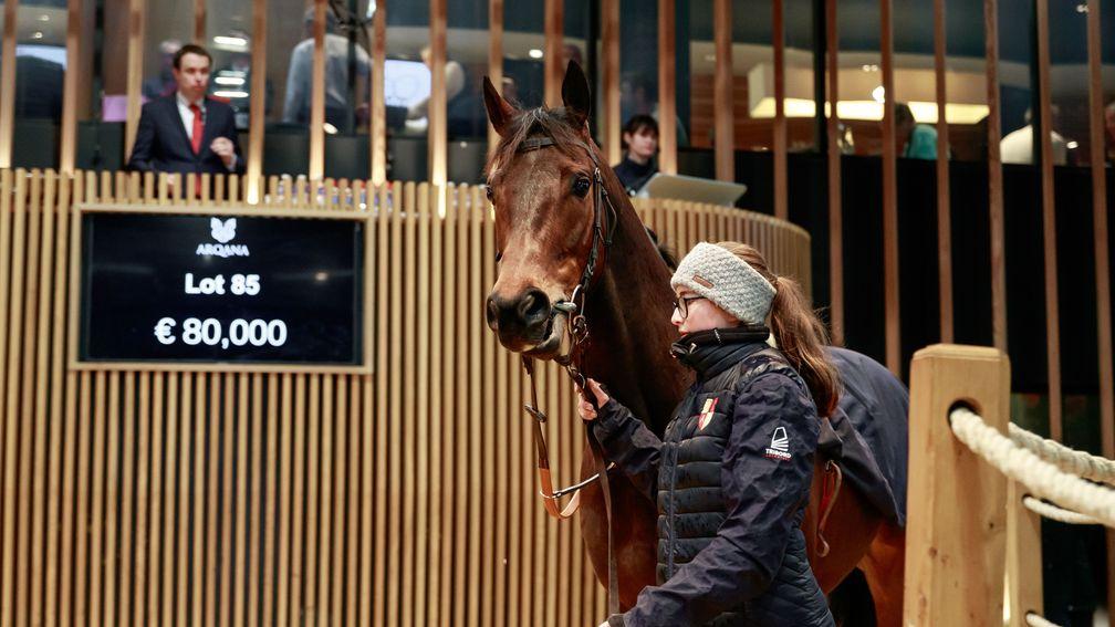 Titanium: multiple winner by Zarak sold to David Skelly and Charlestown Racing for €80,000 on the first day of Arqana's February Sale