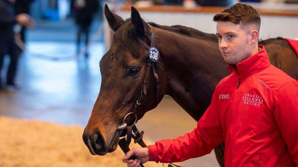 Clearpoint: multiple winning son of Ardad topped trade on the second and final day of the Tattersalls February Sale

