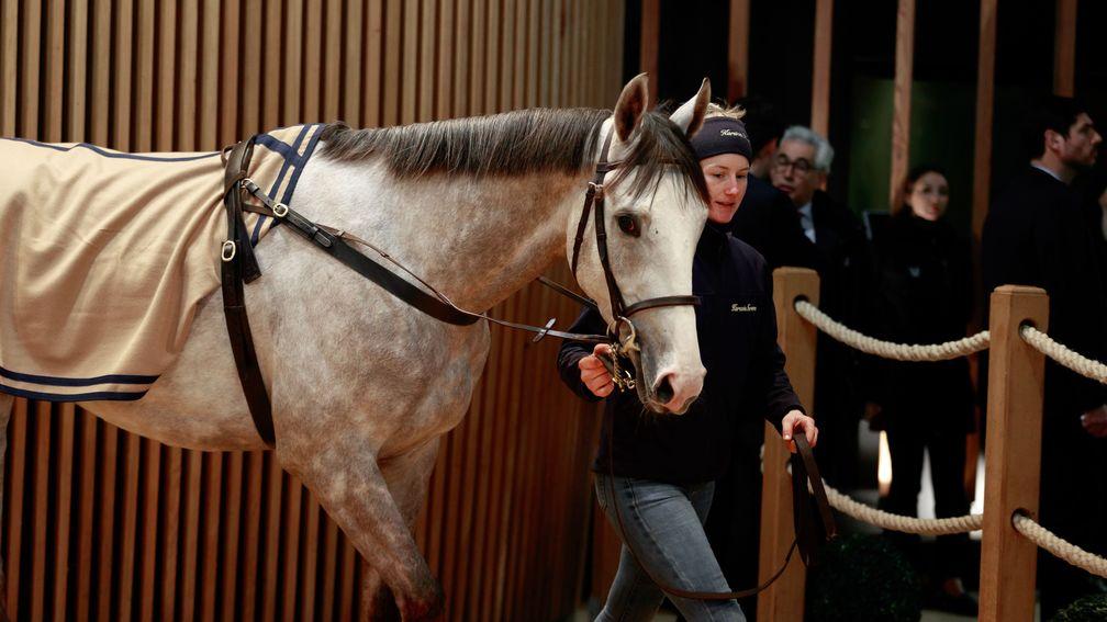Le Kerry takes his turn in the Arqana sales ring on Tuesday