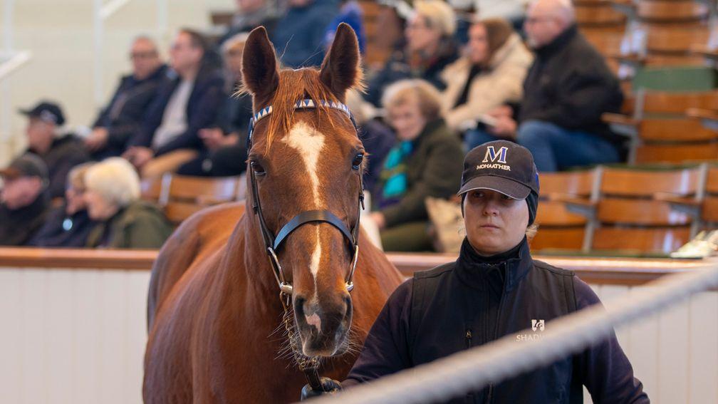 Taqaareed: Shadwell's Sea The Stars sister to Taghrooda is knocked down to Jill Lamb and Childwickbury Stud for 200,000gns