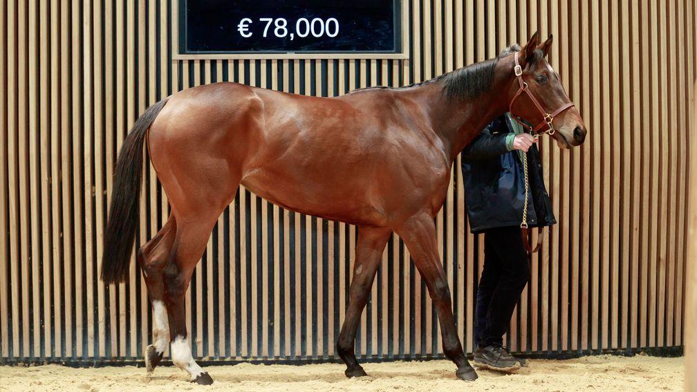 Princess Child: stakes-placed daughter of Dariyan went the way of Blandford Bloodstock for €80,000 at Arqana