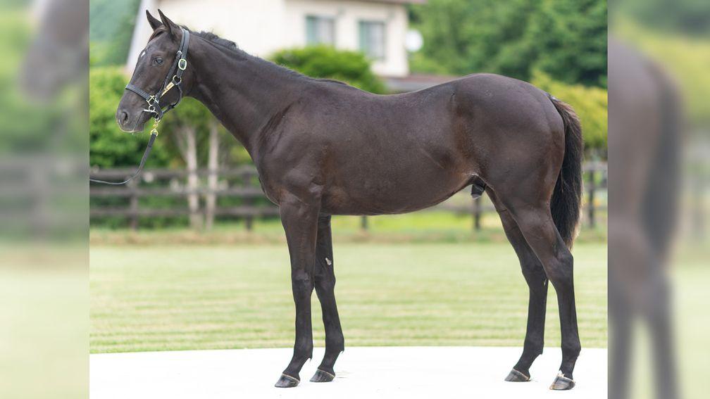 The Kitasan Black colt who topped the HBA Summer Yearling Sale
