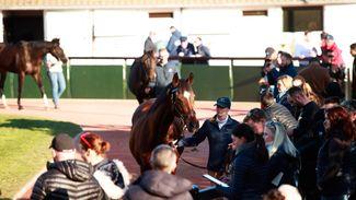 Catalogue released for first Arqana sale of 2024 in Deauville