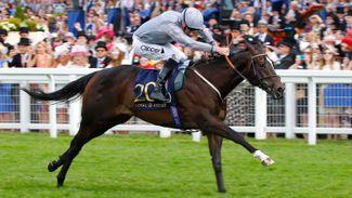 Haggas seeking more French success with speedy Queen Of Bermuda