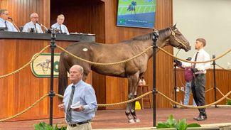 'It's been great' - $1.2 million More Than Ready colt tops Ocala Breeders' Sale