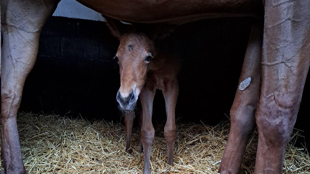 Niamh Condell's Invincible Army filly takes a peek at her surroundings