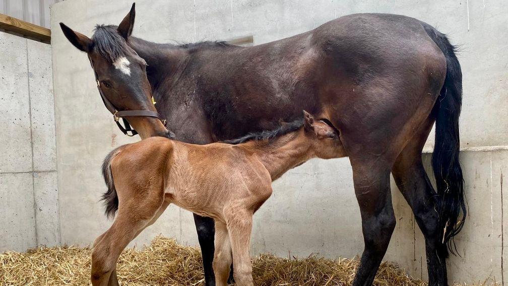 The smart Ahorsewithnoname with her first foal, a colt by Cracksman 