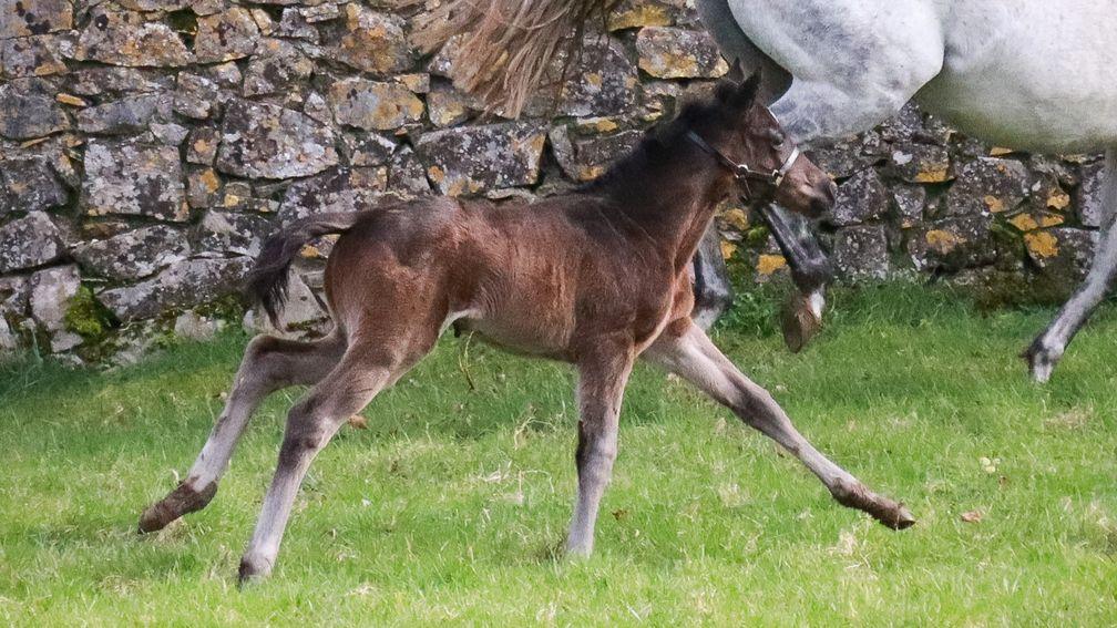 A Bayside Boy filly out of dual Listed winner Folie De Louise and from the family of top-level winners Pilsudski, Creachadoir, Naaqoos and Sir John Hawkwood