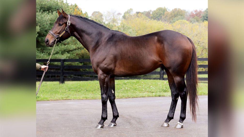 Caracaro: sire of the session-topping filly at the OBS Spring Sale