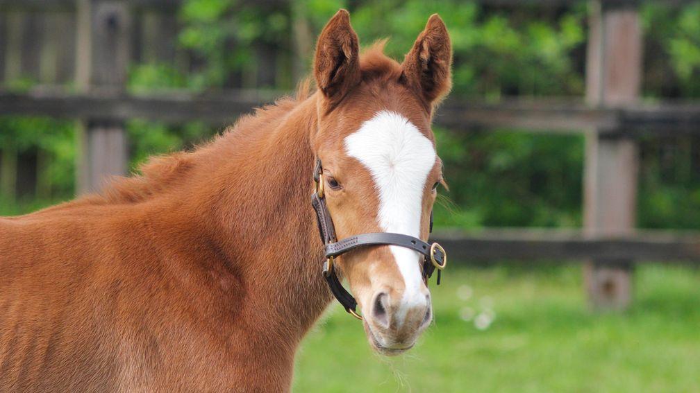 The National Stud's Palace Pier filly poses for the camera