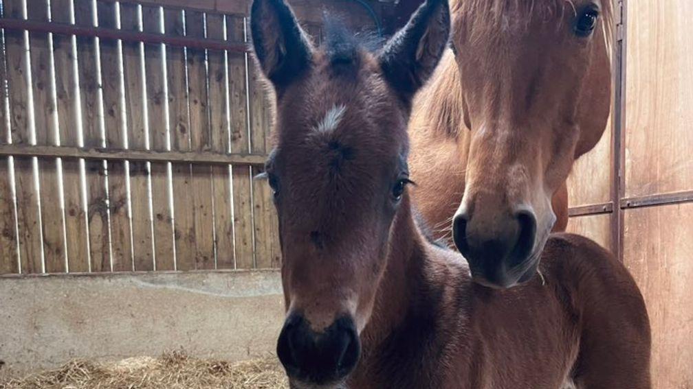 West Shaw Farm's Sioux Nation filly