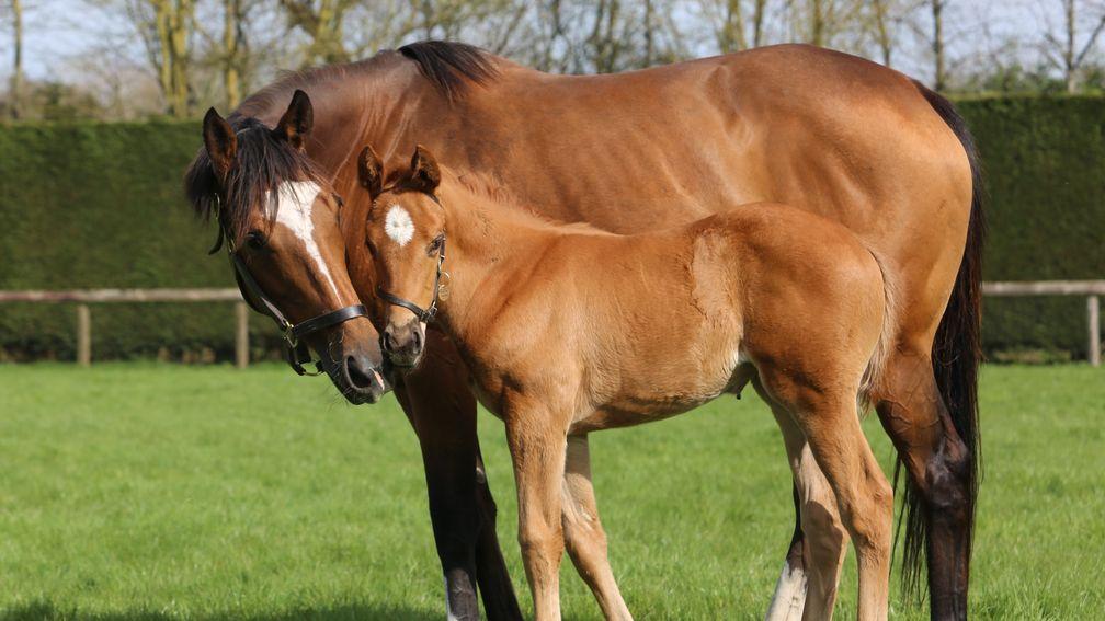 Juddmonte's Dubawi filly out of Chiasma, the only full-sister to Frankel and Noble Mission