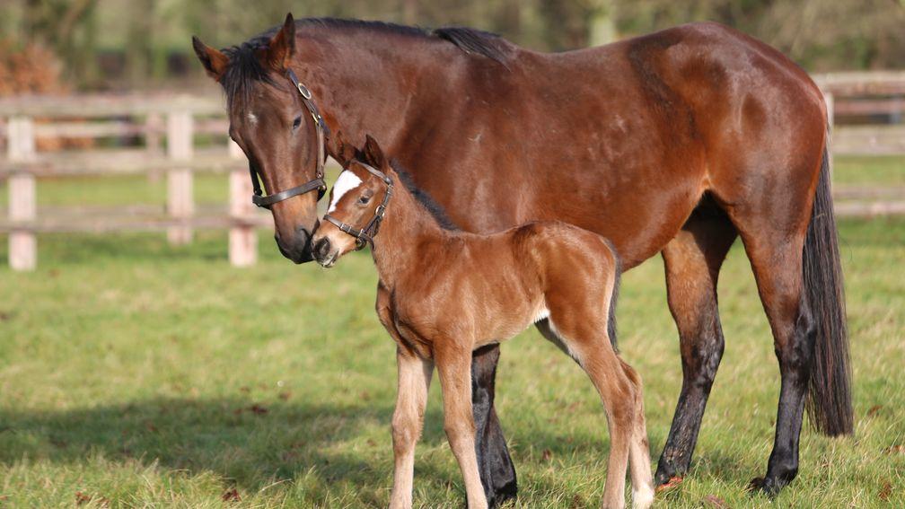 Juddmonte's Kingman filly out of the Dubawi mare Brunnera, a daughter of Group 1 winner Romantica