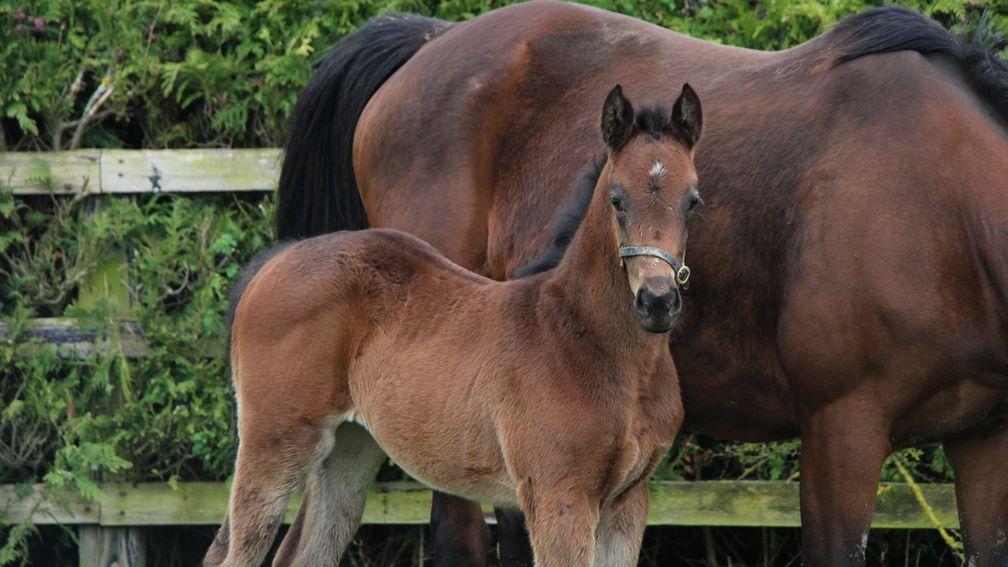 Piercetown Stud's King Of Change filly out of the stakes-placed Synopsis