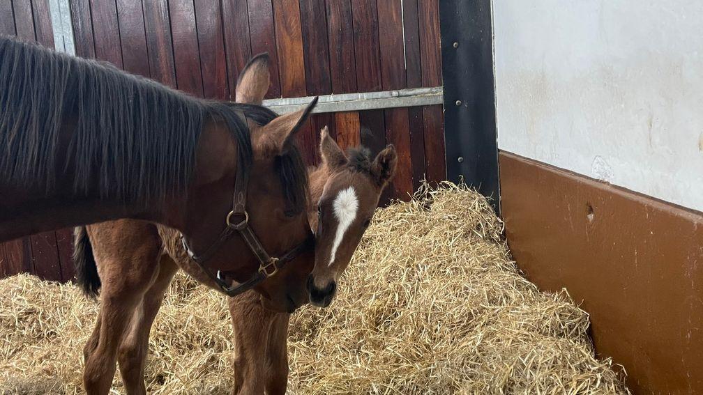 Tweenhills' New Bay colt out of Electress, who was the final foal out of Qatar Racing’s Classic winner Just The Judge