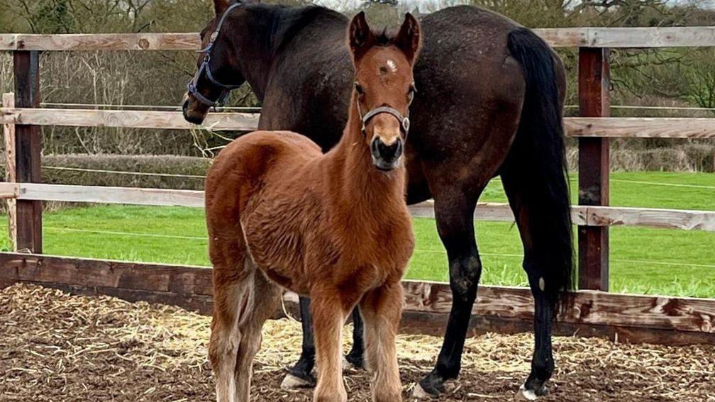 Chapel Stud's Sergei Prokofiev filly out of Glamorous Dream