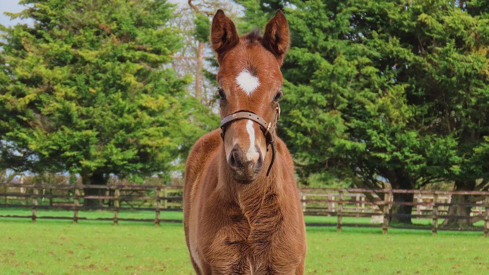 Byerley Stud's Caturra filly out of Bubbly, a half-sister to the dam of Marsha