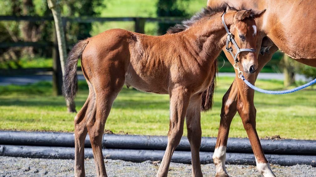 JP Coiffier's Roman Candle colt out of Miss Sonate