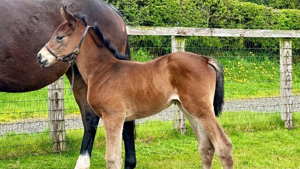 Goldford Stud's Golden Horn filly out of Floressa