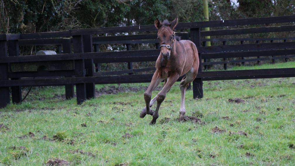 Piercetown Stud's Sea The Stars colt out of Evidently So, a half-sister to Irish Oaks winner Even So
