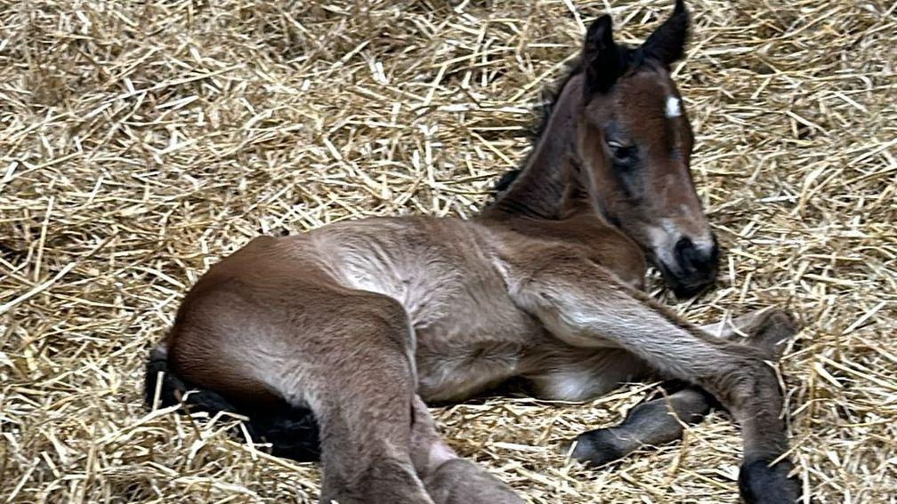 Alne Park Stud's Midnights Legacy colt out of Authorized Pursuit