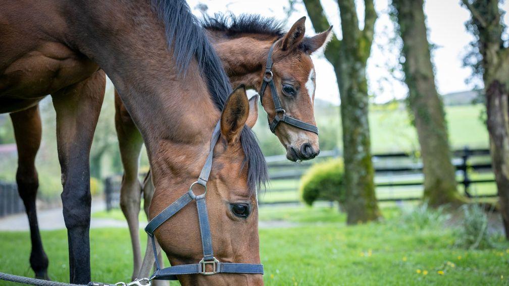 Philip Rocher‘s Grade 2 and Cheltenham Festival winner Indefatigable with her first foal, a colt by Walk In The Park