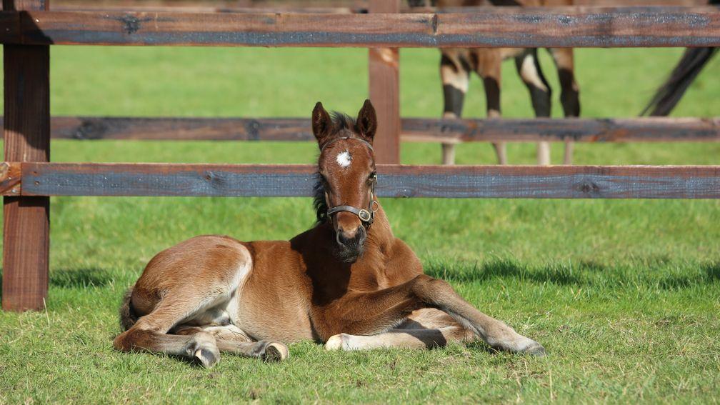 Juddmonte's Frankel colt out of Grade 1-winning Bated Breath mare Viadera