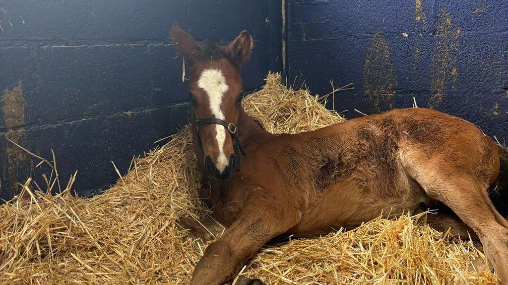 A colt foal by Nathaniel taking a nap at Alne Park Stud